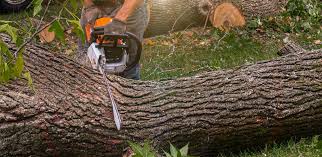 Lawn Pest Prevention in Jemison, AL