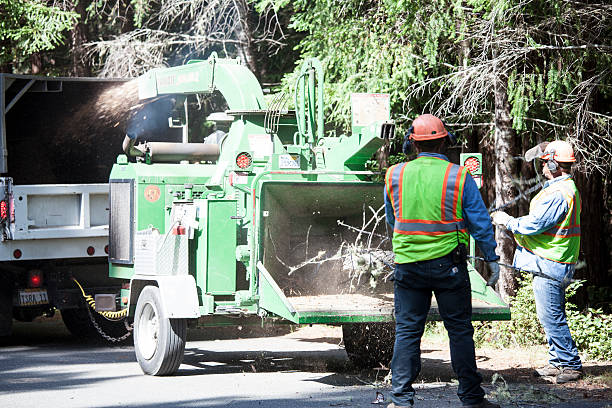 Best Emergency Tree Removal  in Jemison, AL