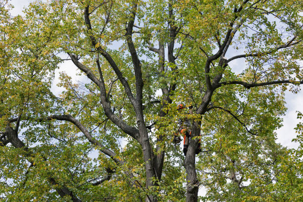 Jemison, AL Tree Care Company